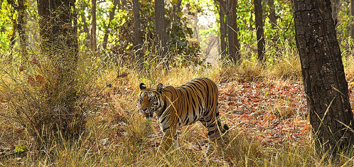 Bandhavgarh Wild life and Tiger sighting