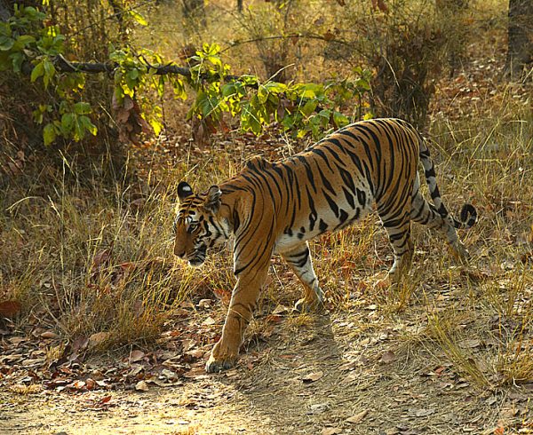 Tiger crossing a road