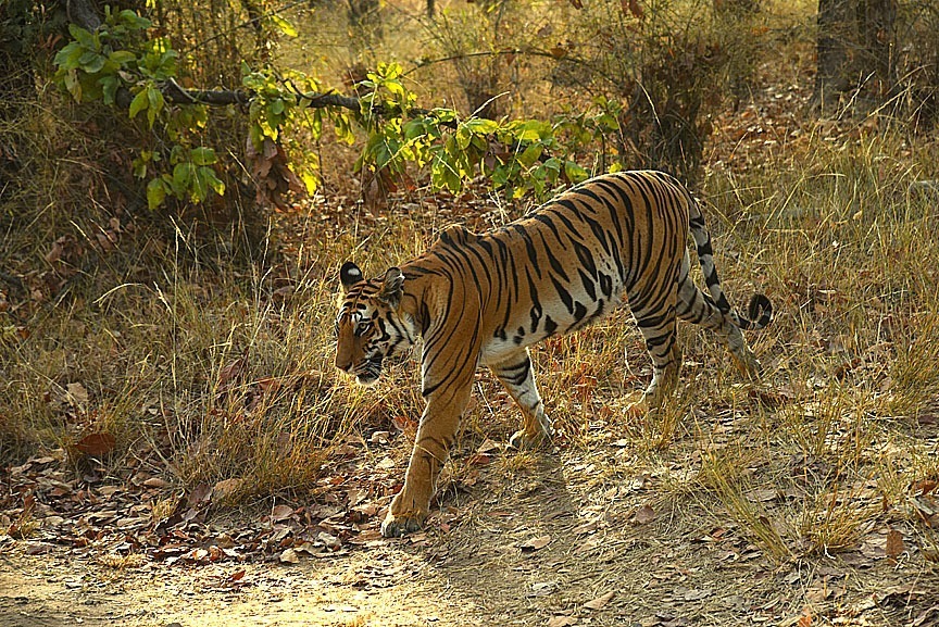 Tiger crossing a road